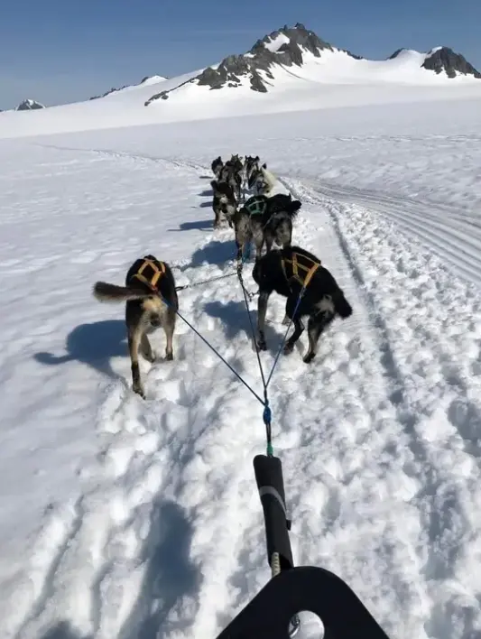 A group of dogs pulling a sled down the snow.