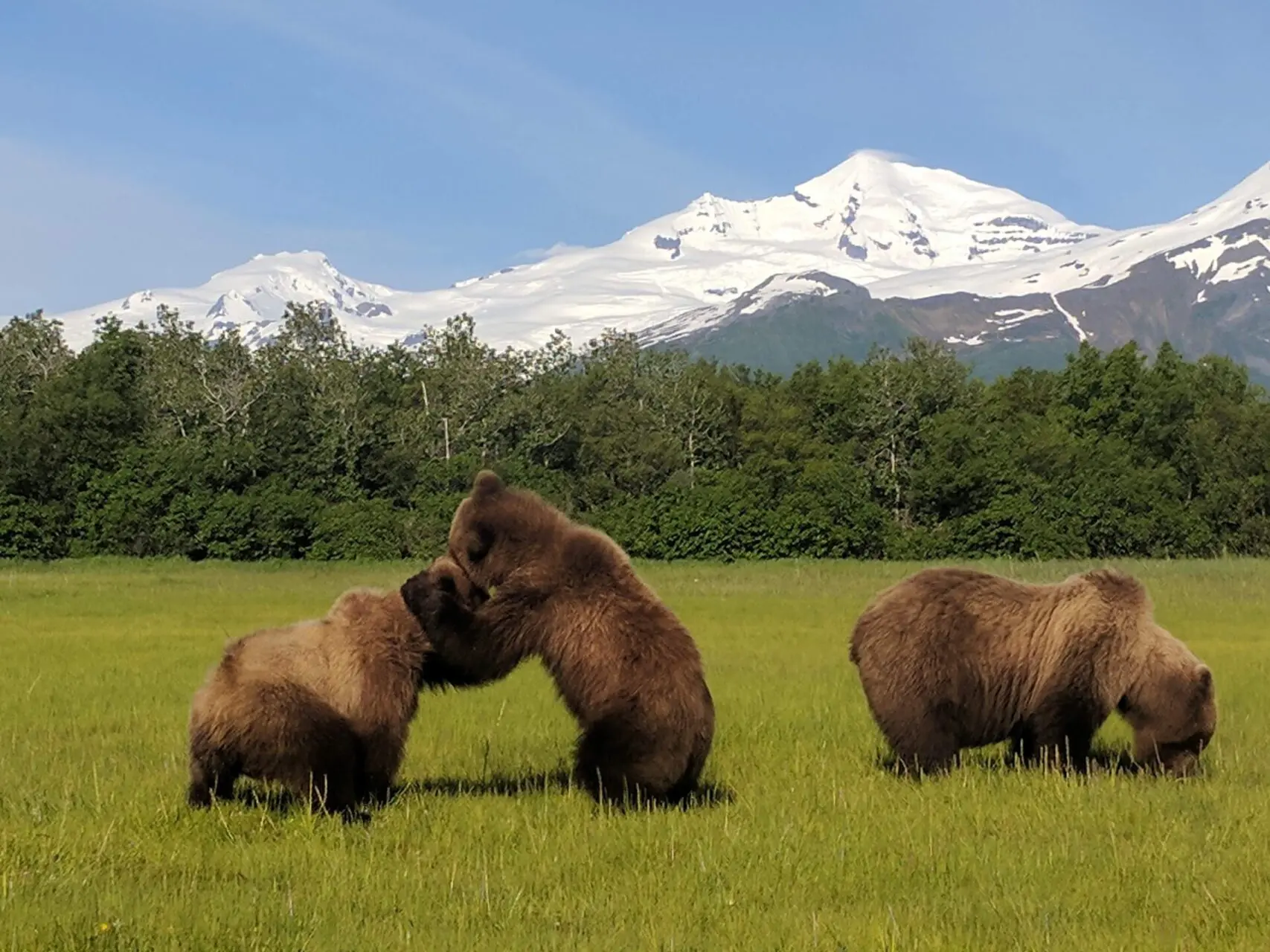 Three bears are playing in a field with mountains in the background.