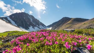 A field of pink flowers in the mountains.