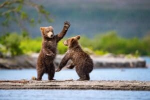 Two cubs rearing up near water